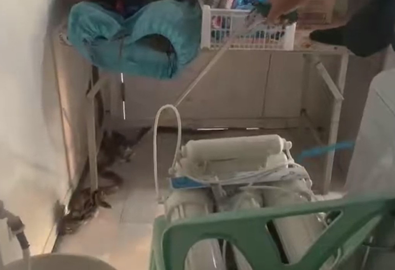 งูทางมะพร้าว 3 ตัว บุกบ้านพัก อาสาร่วมด้วยช่วยกันรีบเข้าช่วยเหลือ