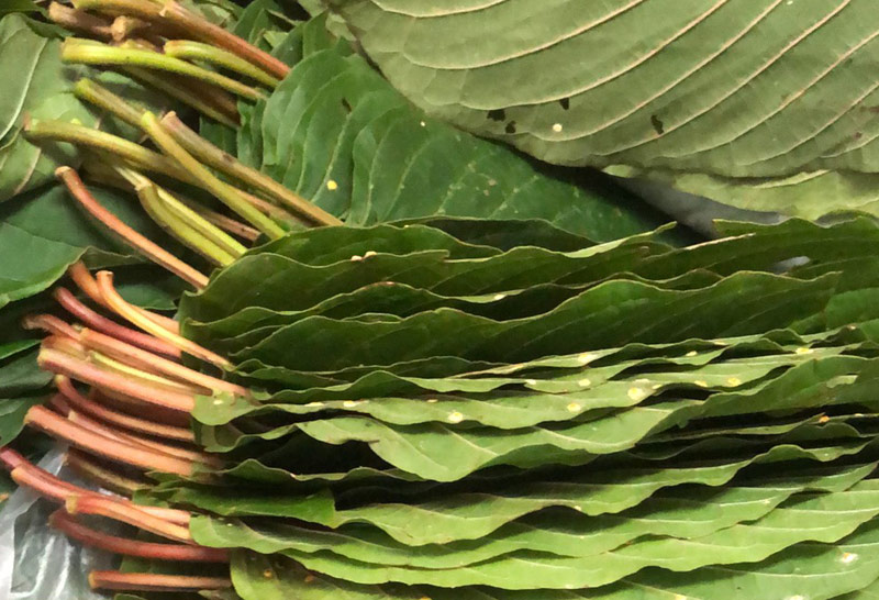 พืชกระท่อม