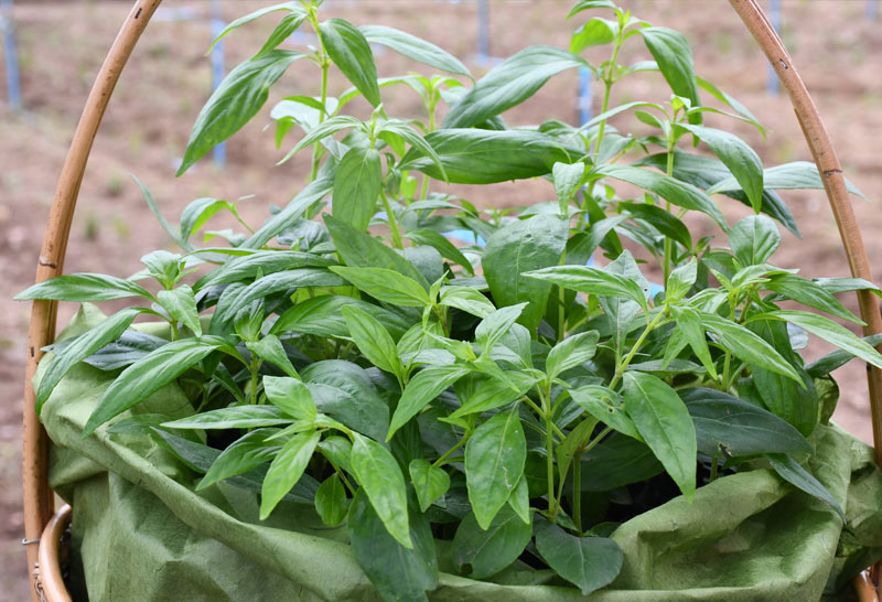 "อนุทิน"คิกออฟปลูกฟ้าทะลายโจรอุทัยธานี