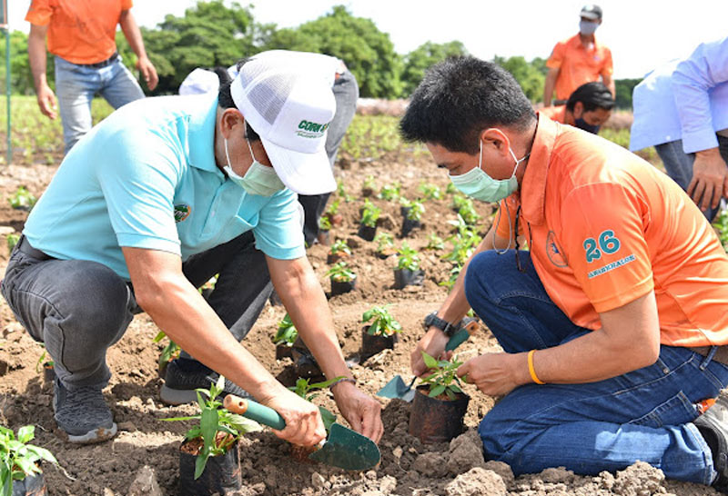 โครงการ "ปันปลูก-ฟ้าทะลายโจร100 ไร่ 100 วัน"