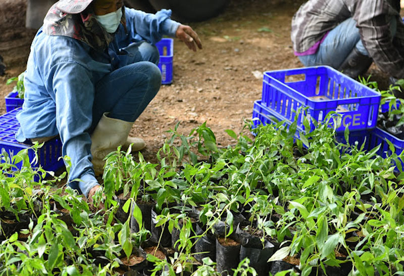 โครงการ "ปันปลูก-ฟ้าทะลายโจร100 ไร่ 100 วัน"