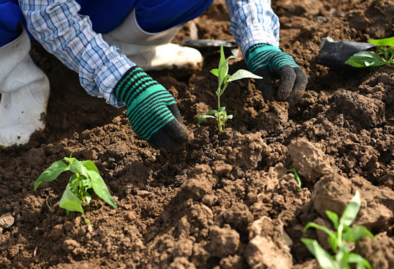 โครงการ "ปันปลูก-ฟ้าทะลายโจร100 ไร่ 100 วัน"