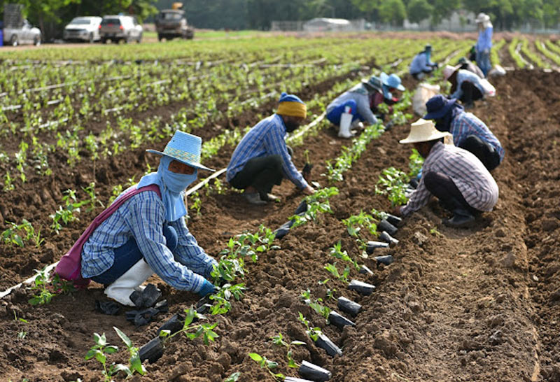 โครงการ "ปันปลูก-ฟ้าทะลายโจร100 ไร่ 100 วัน"