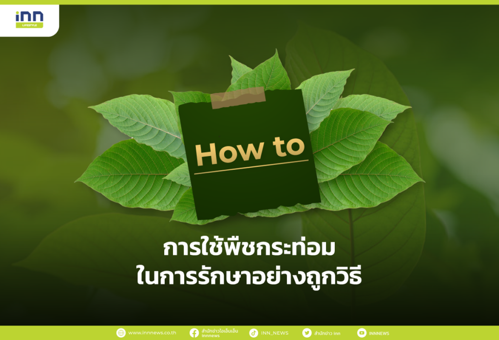 การใช้พืชกระท่อมในการรักษาอย่างถูกวิธี