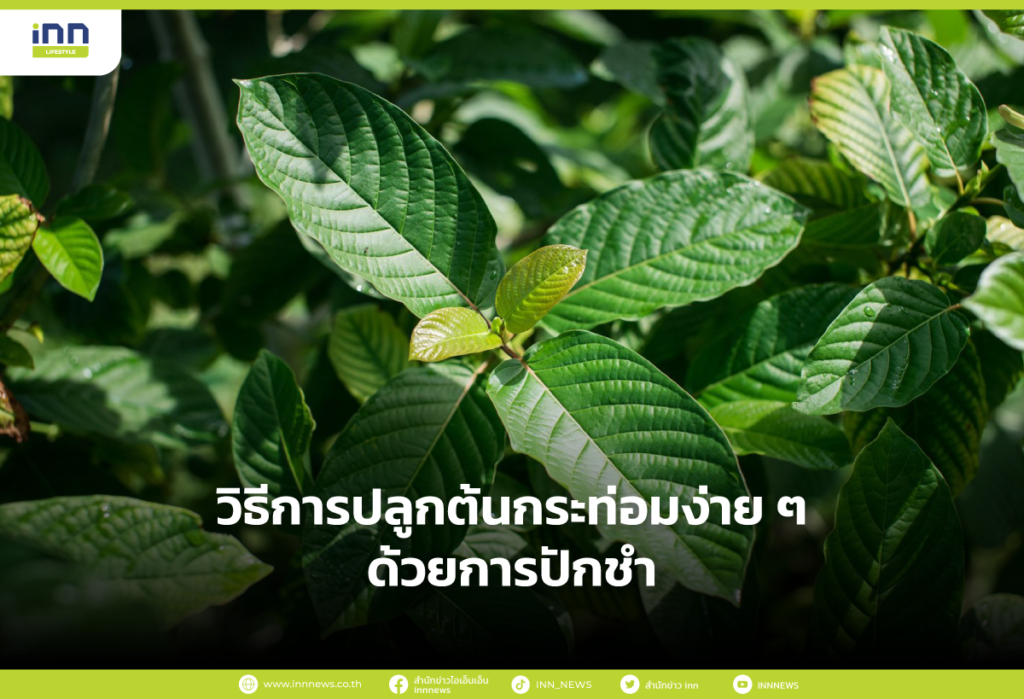 วิธีการปลูกต้นกระท่อม