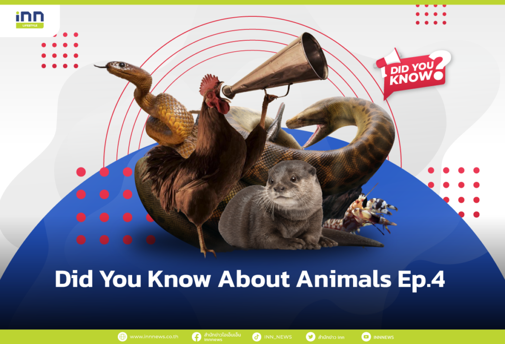 Did You Know About Animals Ep.4