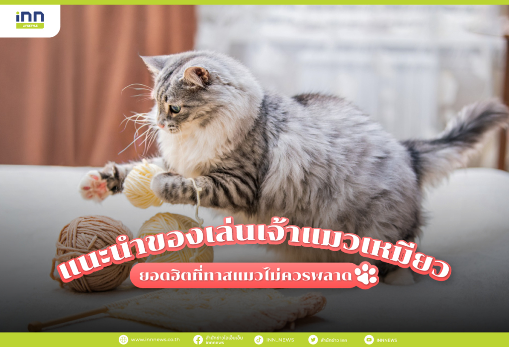 แนะนำของเล่นเจ้าแมวเหมียว