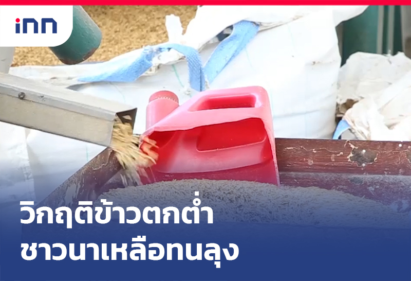 วิกฤติข้าวตกต่ำ-ชาวนาเหลือทนลุง