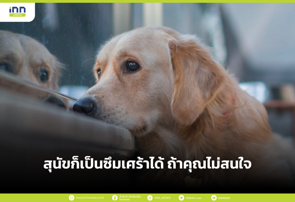 สุนัขก็เป็นซึมเศร้าได้ ถ้าคุณไม่สนใจ