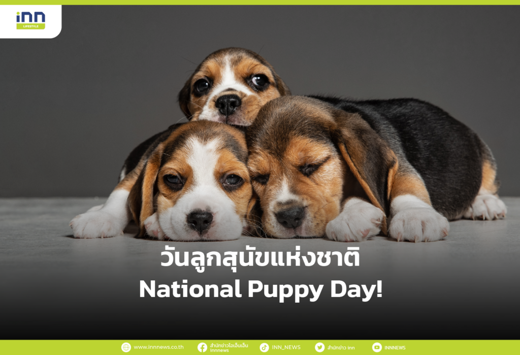 วันลูกสุนัขแห่งชาติ National Puppy Day!