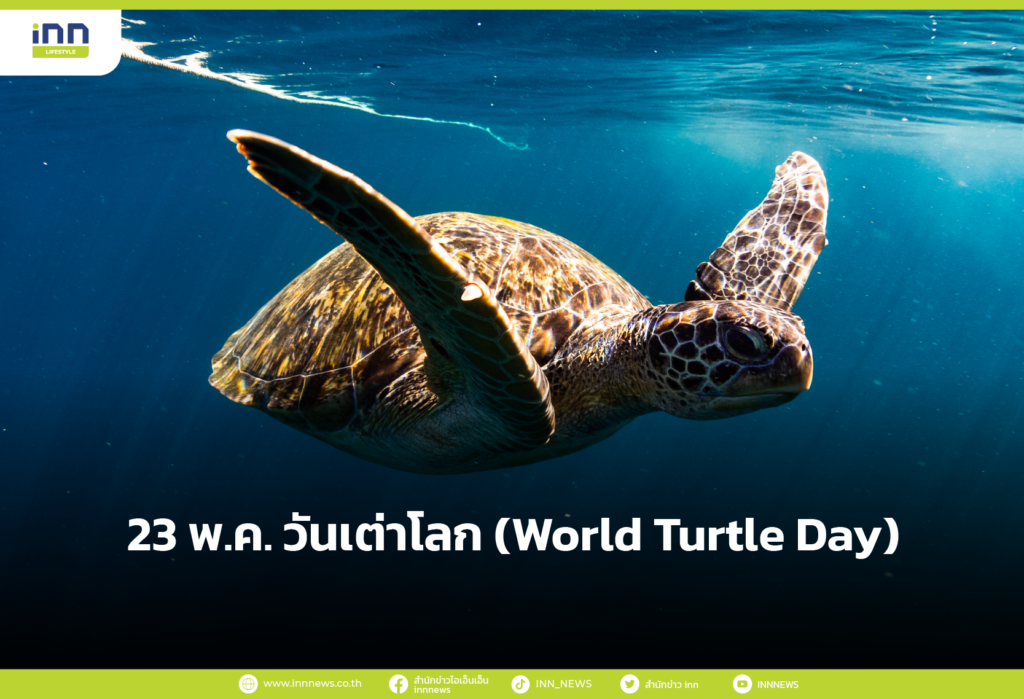 23 พ.ค. วันเต่าโลก