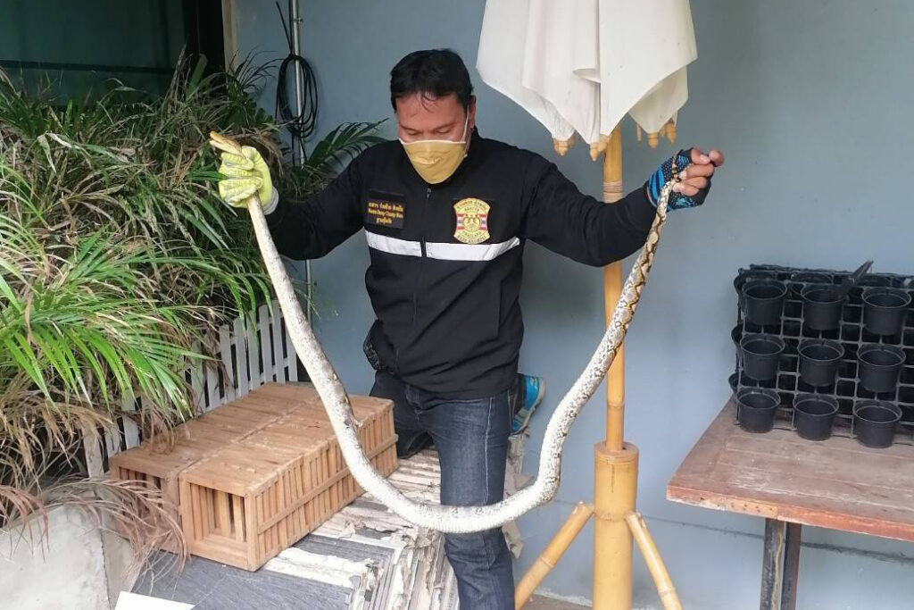 จับงูหทัยราษฏร์31