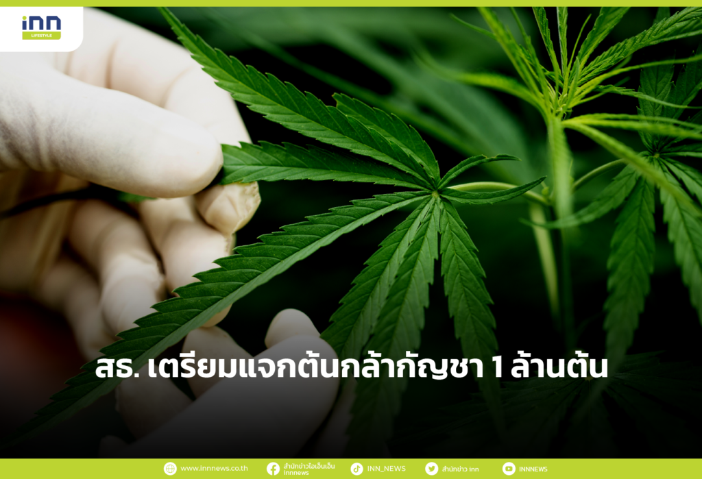 สธ. เตรียมแจกต้นกล้ากัญชา 1 ล้านต้น