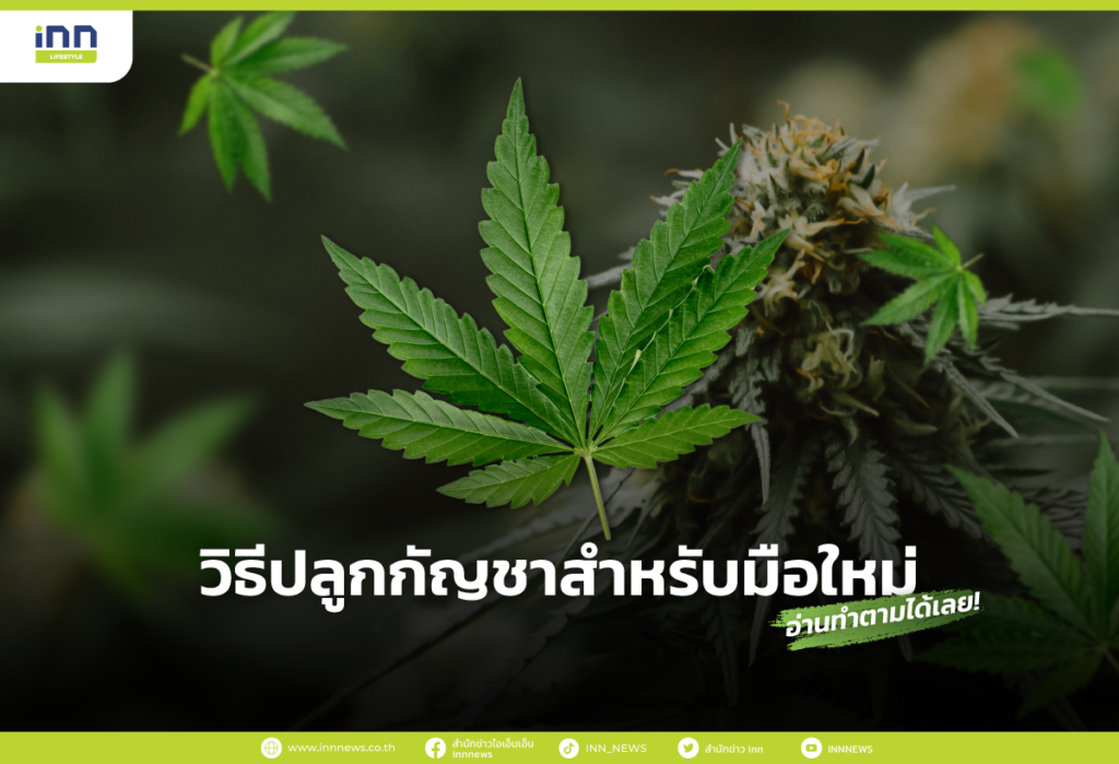 วิธีปลูกกัญชาสำหรับมือใหม่