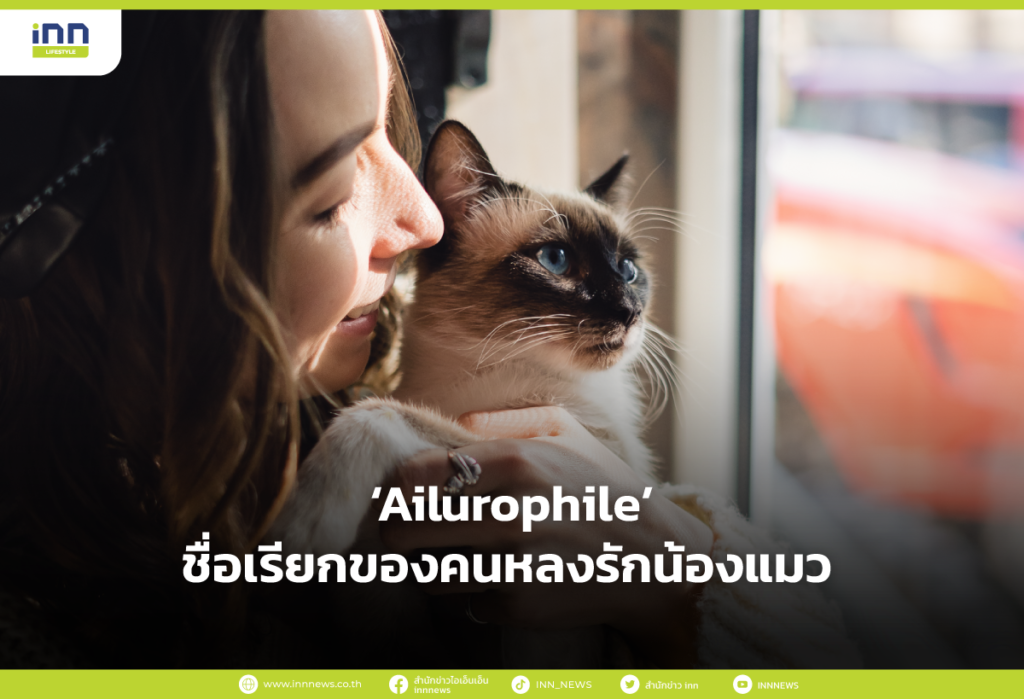Ailurophile ชื่อเรียกของคนหลงรักน้องแมว