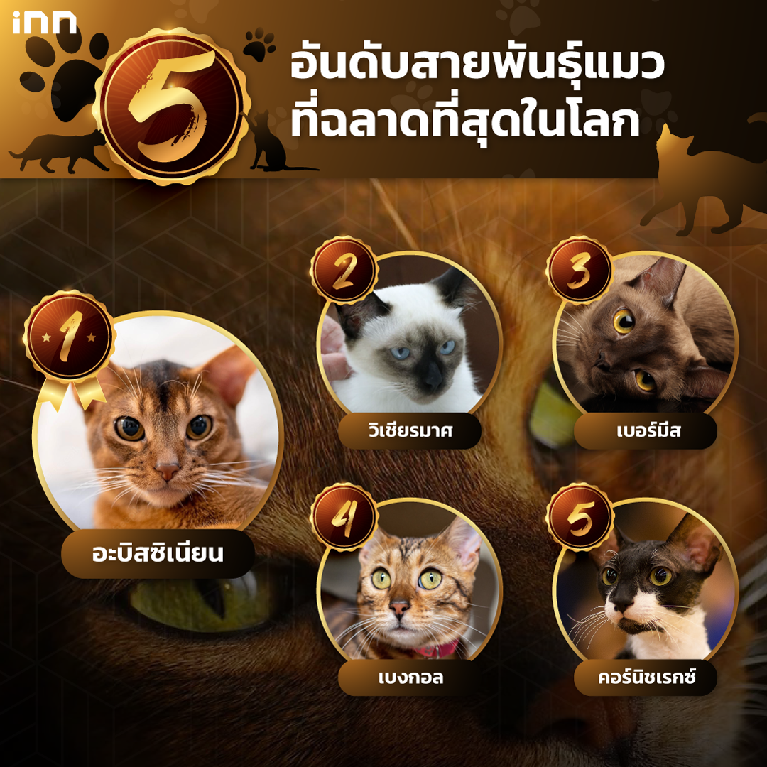 My Image 27