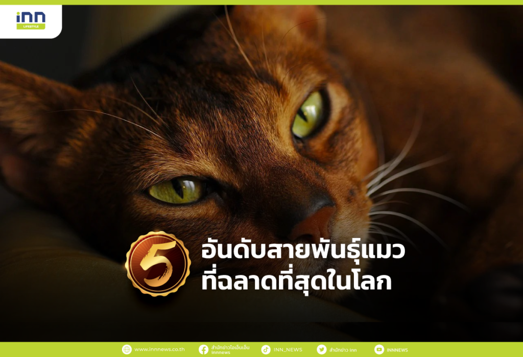 5 อันดับสายพันธ์ุแมวที่ฉลาดที่สุดในโลก