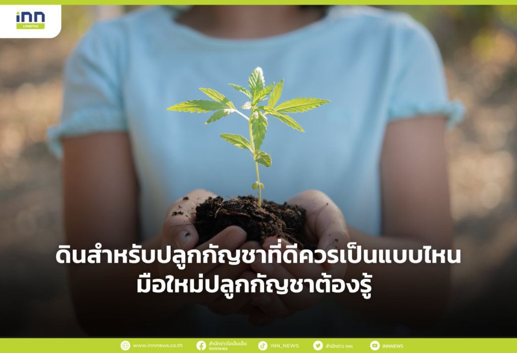 ดินสำหรับปลูกกัญชาที่ดีควรเป็นแบบไหน มือใหม่ปลูกกัญชาต้องรู้