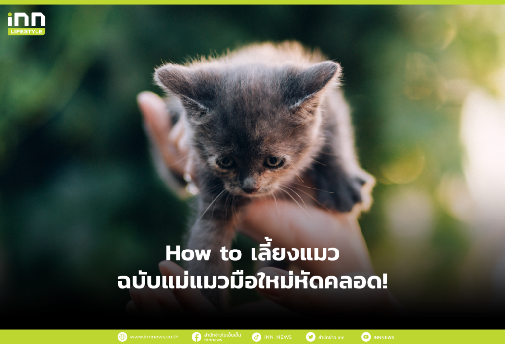 How to เลี้ยงแมว ฉบับแม่แมวมือใหม่หัดคลอด!
