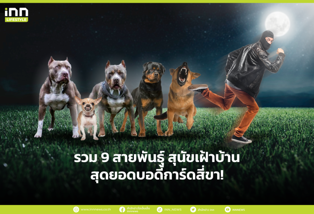 รวม-9-สายพันธุ์-สุนัขเฝ้าบ้าน-สุดยอดบอดี้การ์ดสี่ขา!