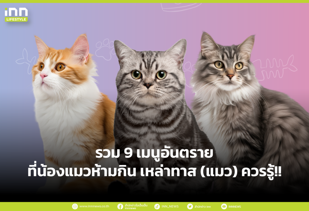 รวม 9 เมนูอันตราย ที่น้องแมวห้ามกิน เหล่าทาส (แมว) ควรรู้!!