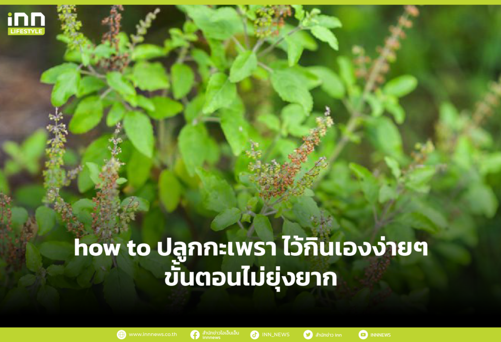 how to ปลูกกะเพรา ไว้กินเองง่ายๆ ขั้นตอนไม่ยุ่งยาก