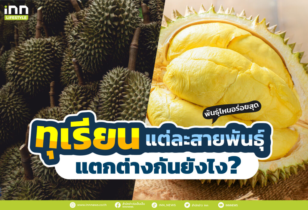 ทุเรียนแต่ละสายพันธุ์ แตกต่างกันยังไง พันธุ์ไหนอร่อยสุด