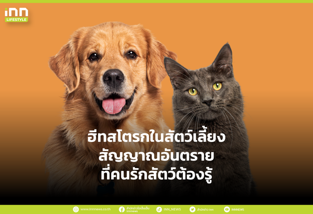 ฮีทสโตรกในสัตว์เลี้ยง สัญญาณอันตราย ที่คนรักสัตว์ต้องรู้