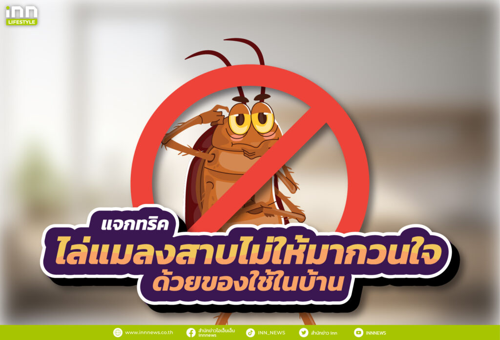 แจกทริค ไล่แมลงสาบไม่ให้มากวนใจ ด้วยของใช้ในบ้าน