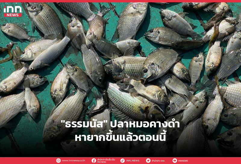 ปลาหมอคางดำ