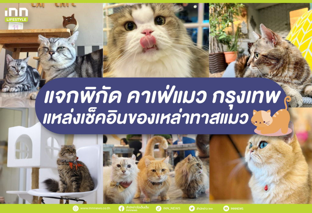แจกพิกัด คาเฟ่แมว กรุงเทพ แหล่งเช็คอินของเหล่าทาสแมว