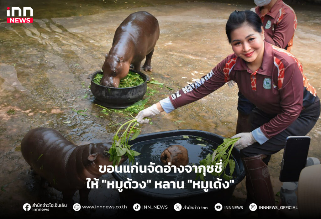 หมูด้วง