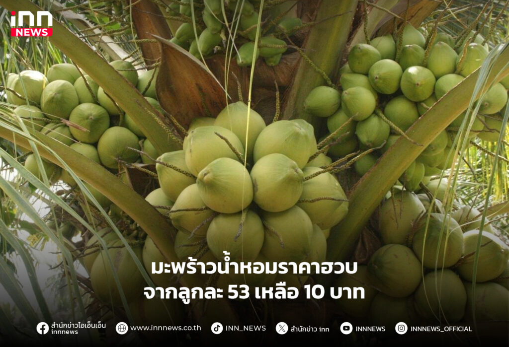 มะพร้าวน้ำหอม