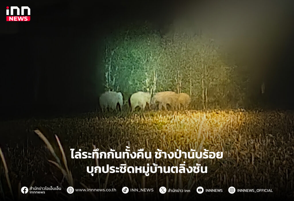 ช้างป่า