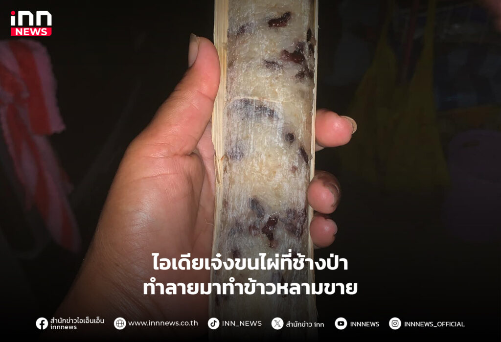 ช้างป่า