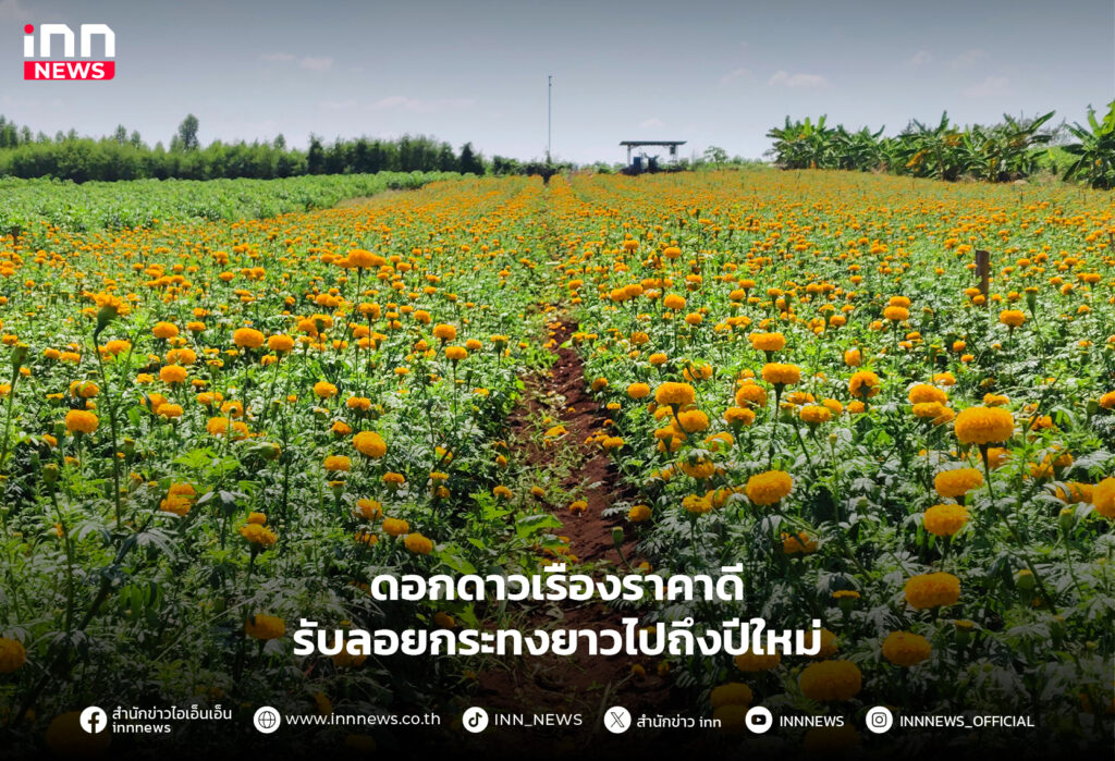 ดอกดาวเรือง