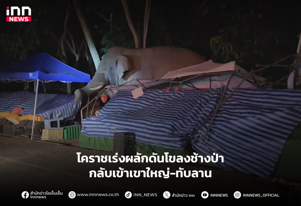 ช้างป่า เขาใหญ่