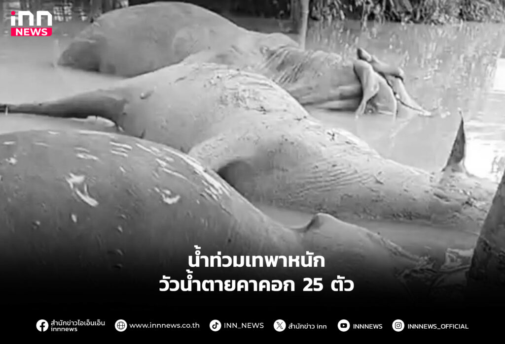 วัวของชาวบ้านที่เลี้ยงไว้ในคอกจมน้ำตายยกคอก