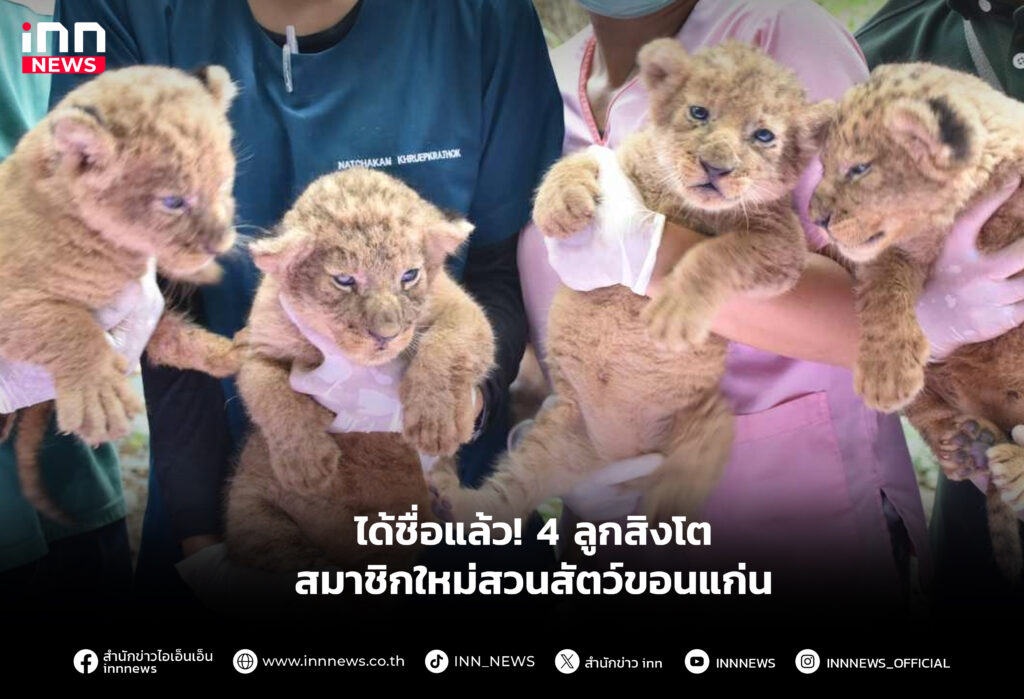 ลูกสิงโตสมาชิกใหม่สวนสัตว์ขอนแก่น