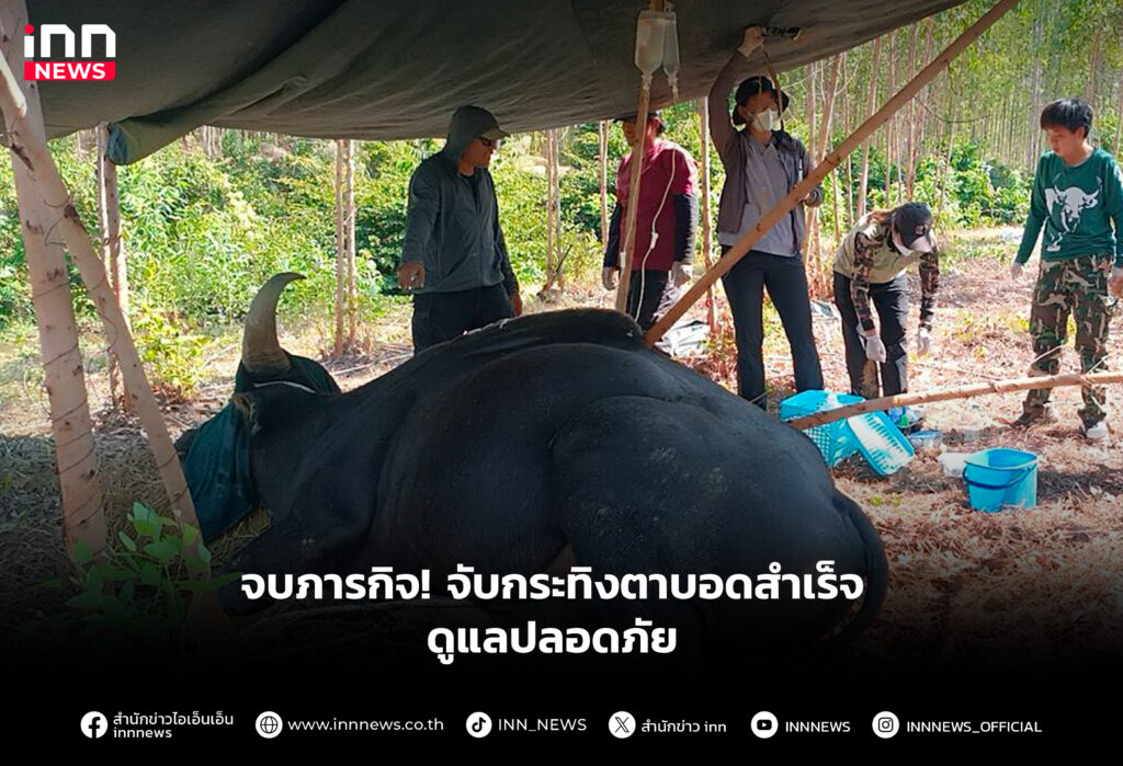 จบภารกิจ! จับกระทิงตาบอดสำเร็จดูแลปลอดภัย