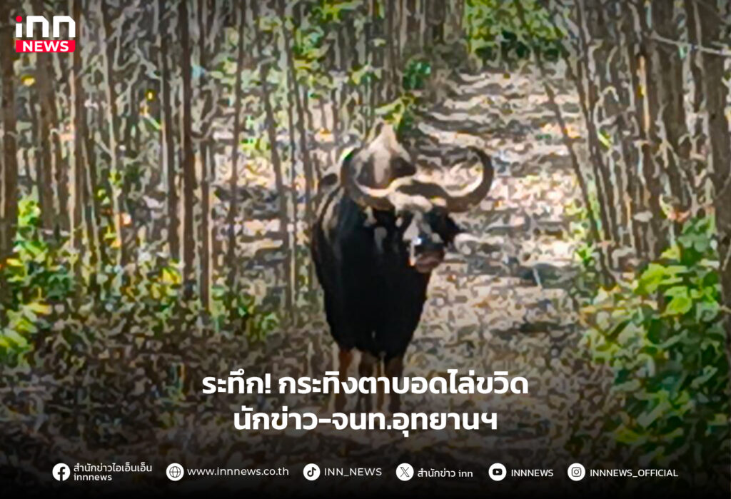 กระทิงตาบอดไล่ขวิด