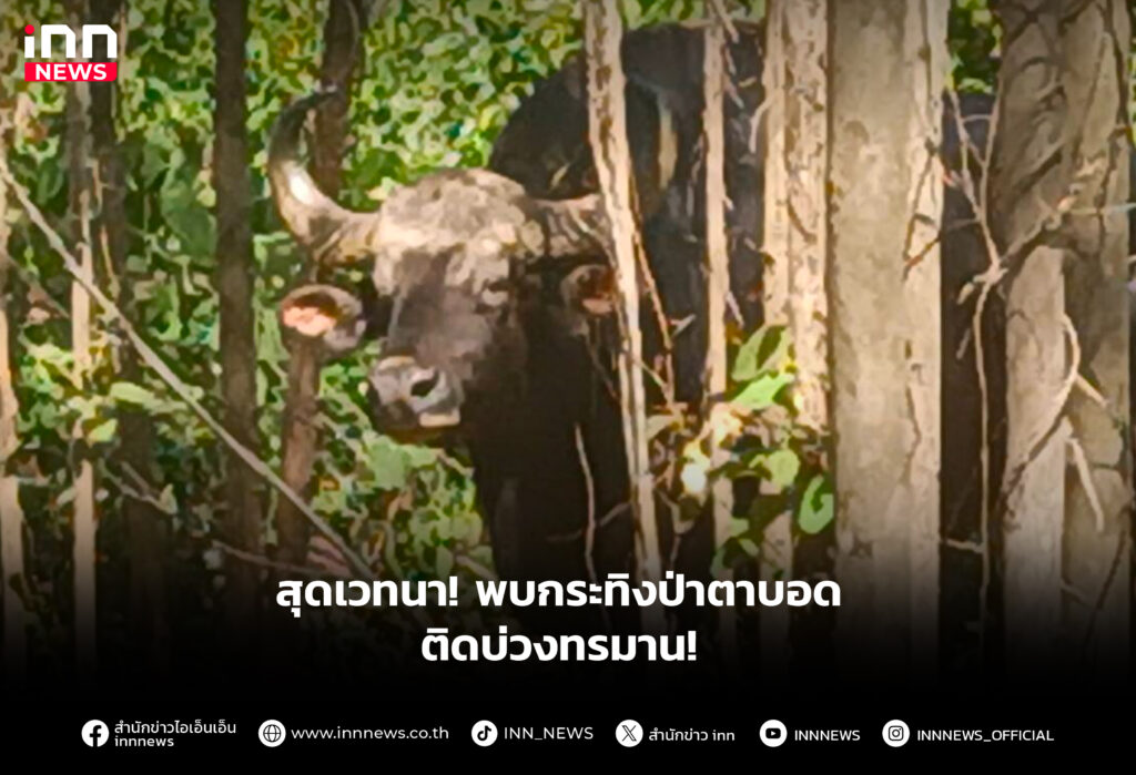 สุดเวทนา! พบกระทิงป่าตาบอด ติดบ่วงทรมาน!