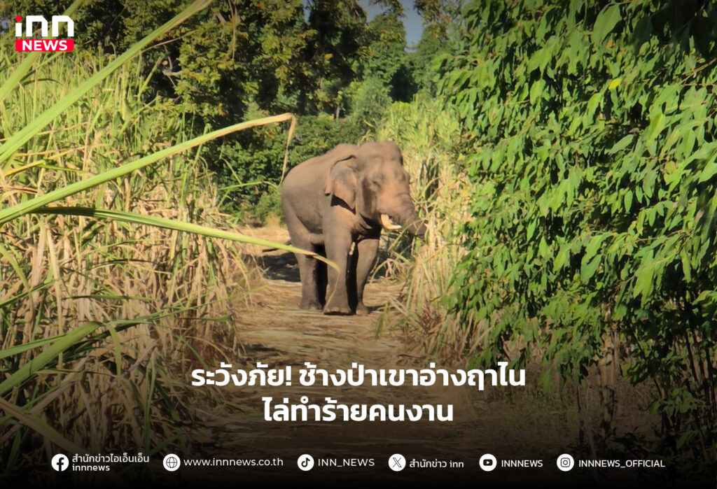 ช้างป่าเขาอ่างฤาไน