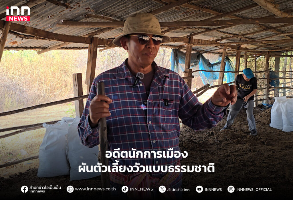 อดีตนักการเมืองผันตัวเลี้ยงวัว