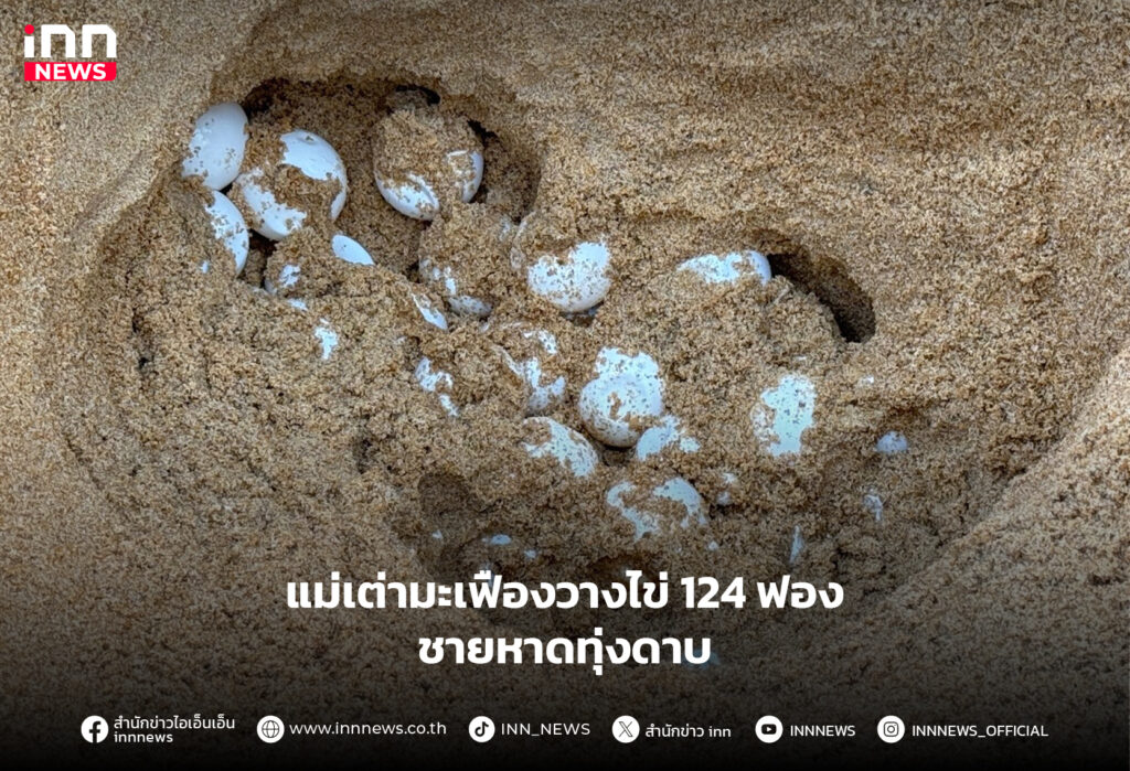 เต่ามะเฟืองวางไข่