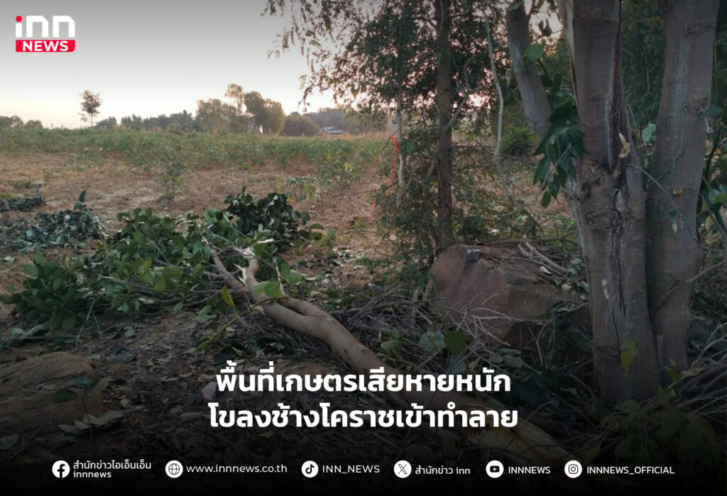 โขลงช้างโคราช