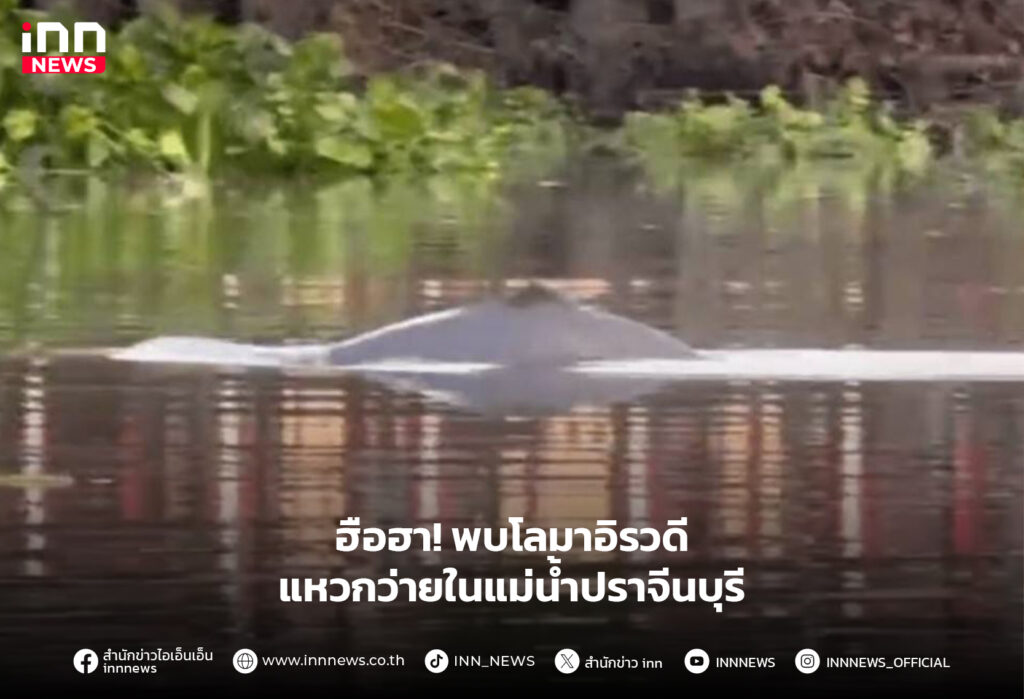 โลมาอิรวดี