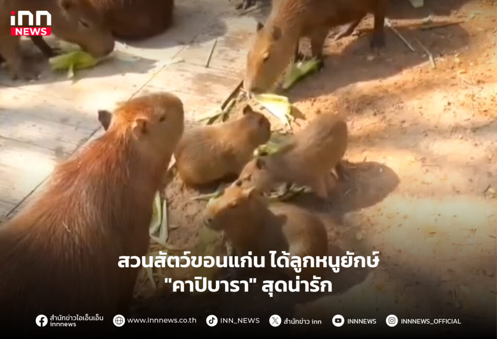 คาปิบาร่า