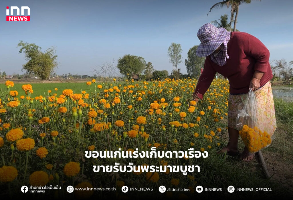 ดอกดาวเรือง