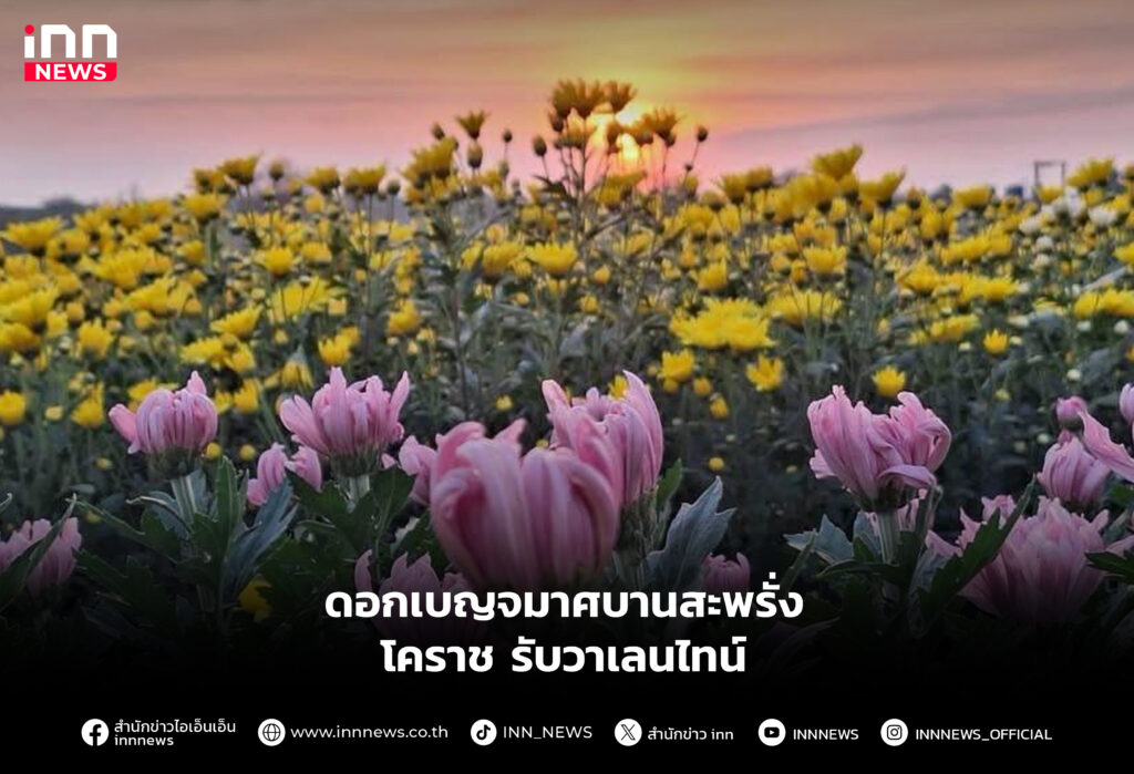 ดอกเบญจมาศบานสะพรั่ง โคราช รับวาเลนไทน์